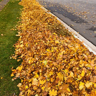 Leaves placed in the grass area between the road and sidewalk