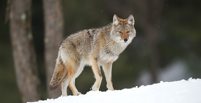 Coyote in snow