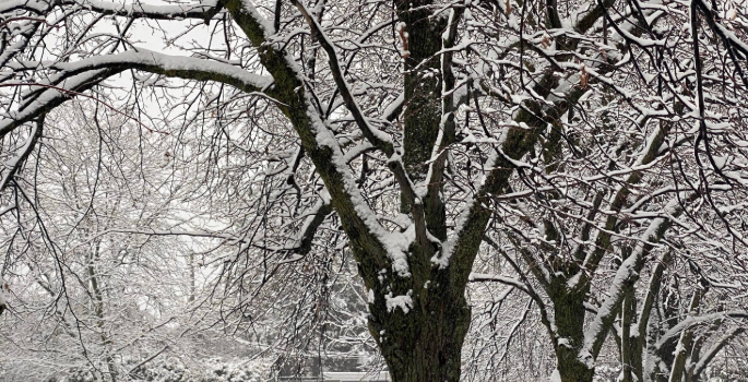 Image of tree in winter
