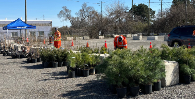 Image of forestry staff at tree giveaway event handling small trees