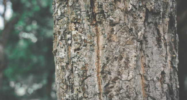 Up close image of tree