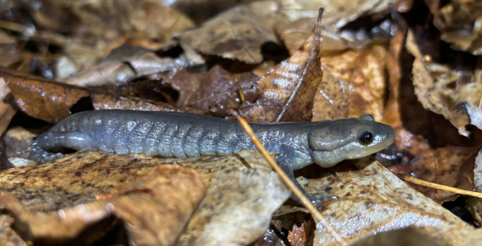 brown salamander crawling on some brown leaves