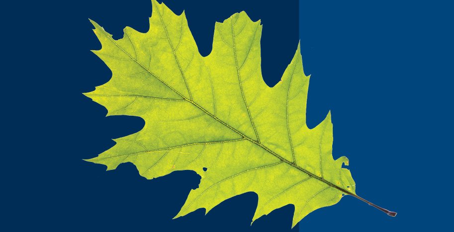 Image of an oak tree leaf