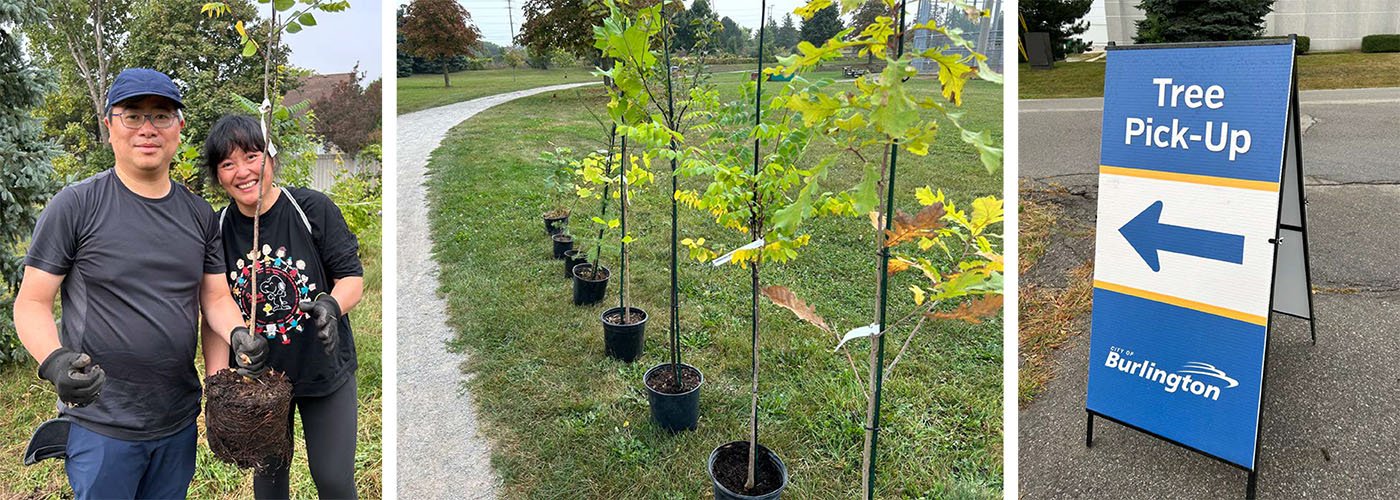 Get involved in Burlington's tree planting initiatives Happy couple planting a tree, row of tree saplings in pots