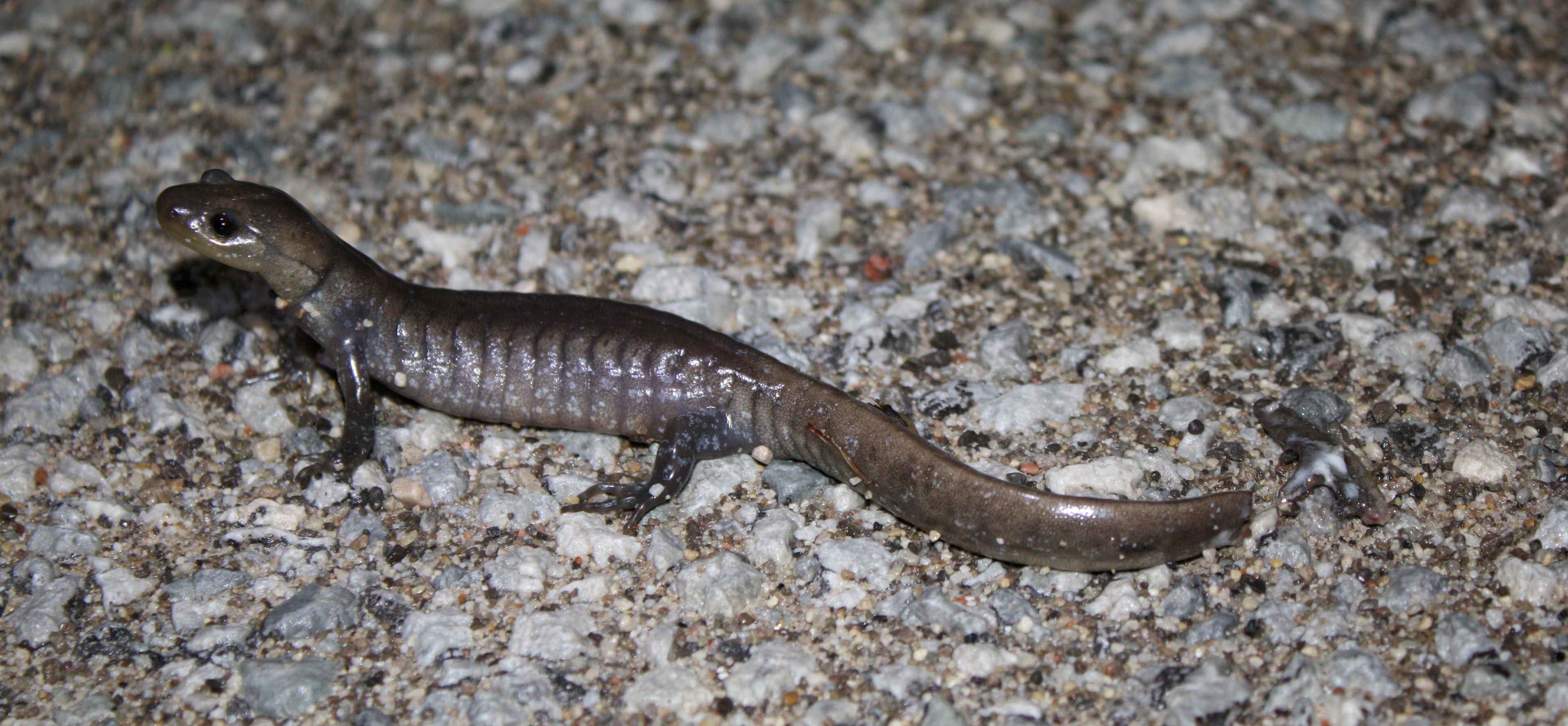 It’s Salamander mating season Migration across King Road City of