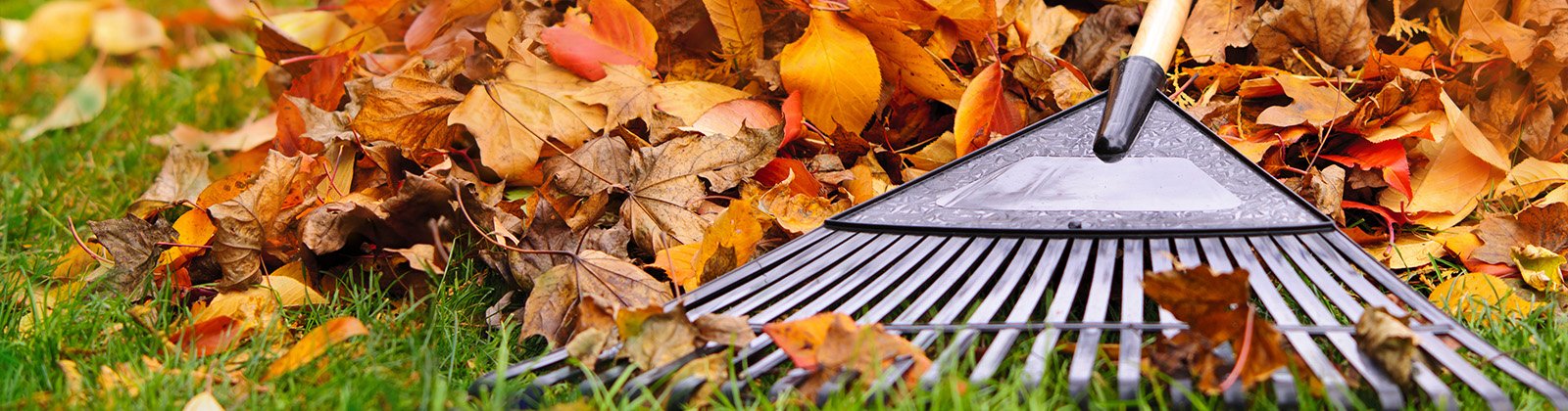 Leaf collection in a residential neighbourhood